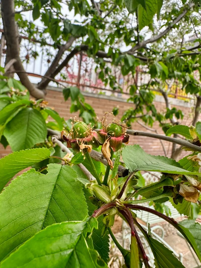 樱桃什么时候开花，红妃樱桃什么时候开花-第3张图片-优品飞百科