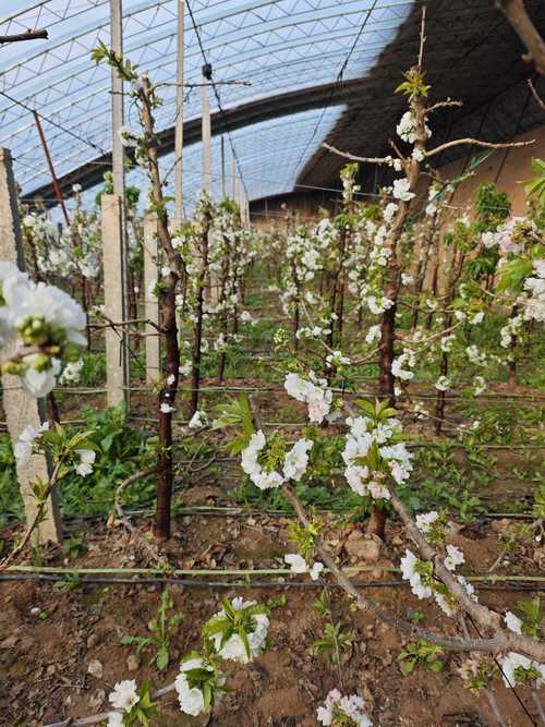 樱桃什么时候开花，红妃樱桃什么时候开花-第4张图片-优品飞百科