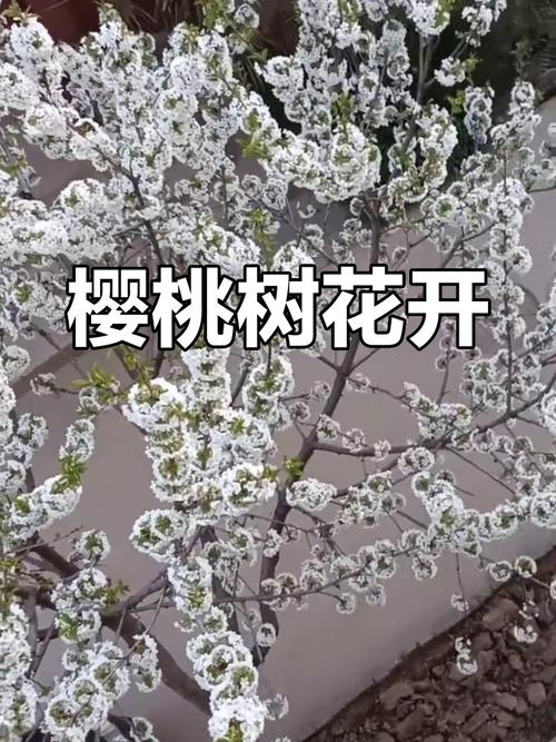 樱桃什么时候开花，红妃樱桃什么时候开花-第6张图片-优品飞百科