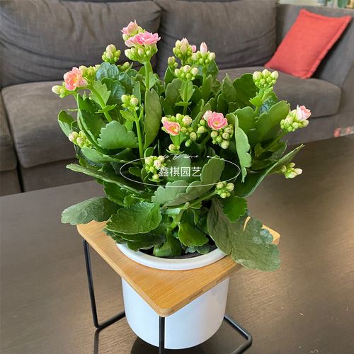 长寿花用什么盆好，长寿花用什么盆栽比较好