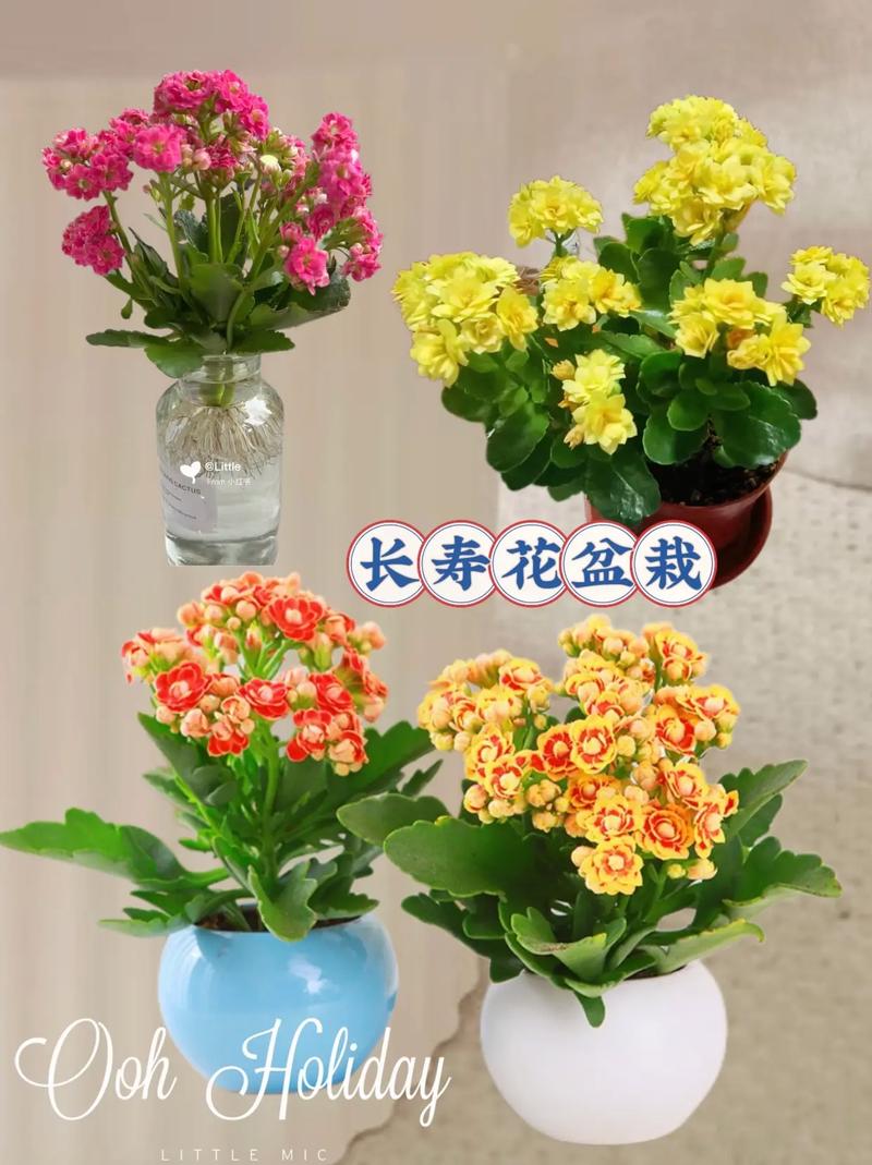 长寿花用什么盆好，长寿花用什么盆栽比较好-第2张图片-优品飞百科