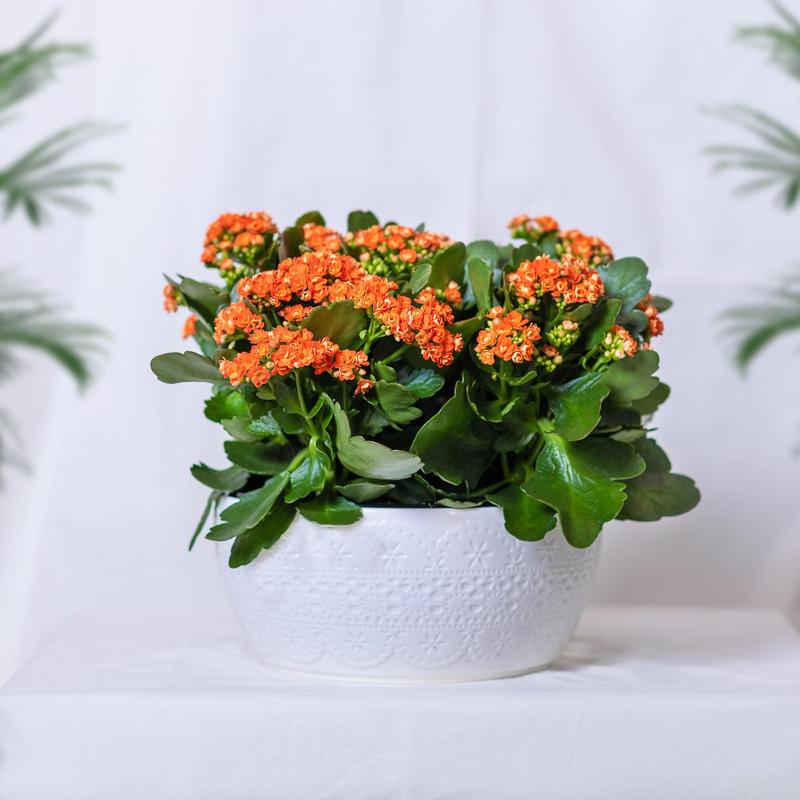 长寿花用什么盆好，长寿花用什么盆栽比较好-第3张图片-优品飞百科