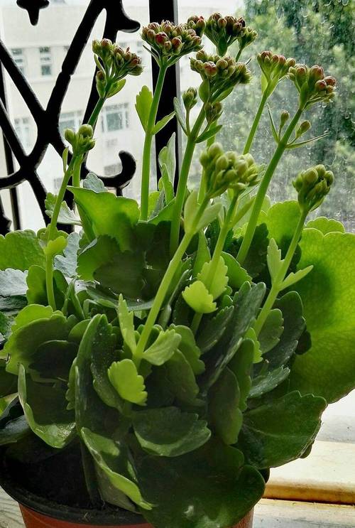 长寿花用什么盆好，长寿花用什么盆栽比较好-第5张图片-优品飞百科