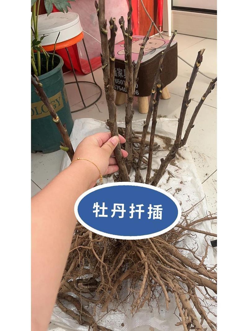 天冷扦插生根慢？扦插生根要晒太阳吗？-第4张图片-优品飞百科