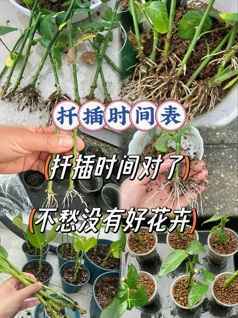 天冷扦插生根慢？扦插生根要晒太阳吗？-第5张图片-优品飞百科