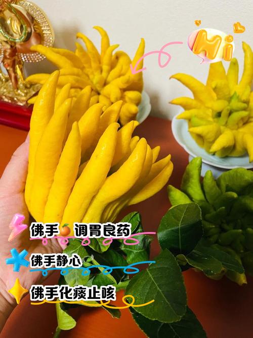 佛手怎么浇水，佛手掌怎么浇水？-第4张图片-优品飞百科