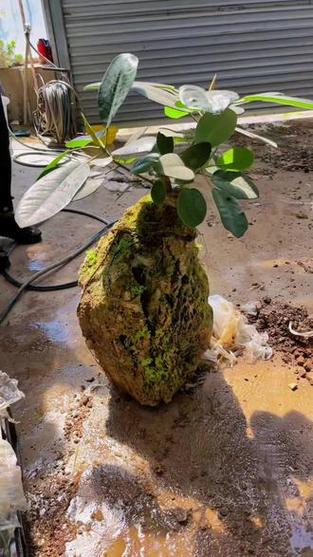 大叶榕怎样嫁接小叶榕,大叶榕树嫁接小叶榕树?-第2张图片-优品飞百科 大叶榕怎样嫁接小叶榕,大叶榕树嫁接小叶榕树?-第2张图片-优品飞百科