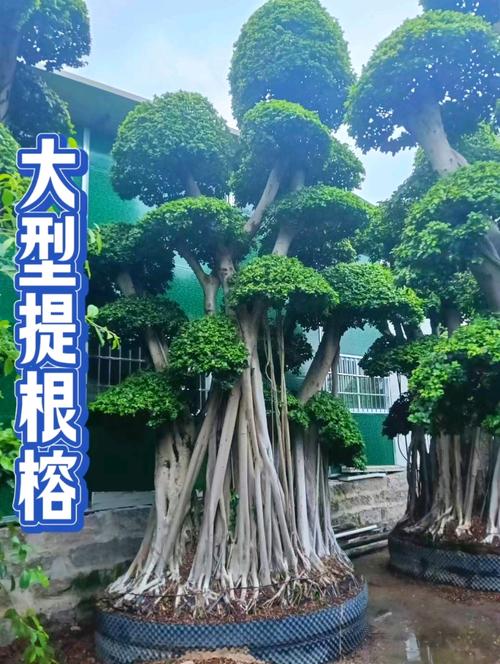 大叶榕怎样嫁接小叶榕,大叶榕树嫁接小叶榕树?-第4张图片-优品飞百科 大叶榕怎样嫁接小叶榕,大叶榕树嫁接小叶榕树?-第4张图片-优品飞百科