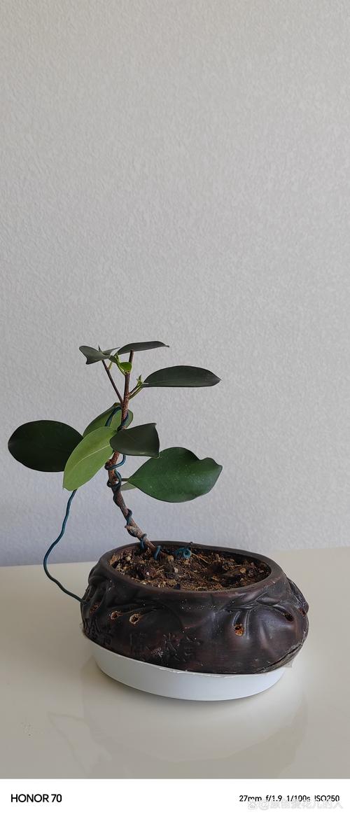 大叶榕怎样嫁接小叶榕,大叶榕树嫁接小叶榕树?-第6张图片-优品飞百科 大叶榕怎样嫁接小叶榕,大叶榕树嫁接小叶榕树?-第6张图片-优品飞百科