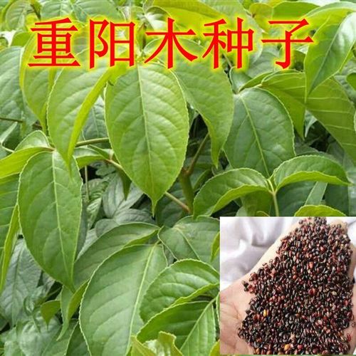 重阳木种子种植，重阳木种子图片？-第4张图片-优品飞百科