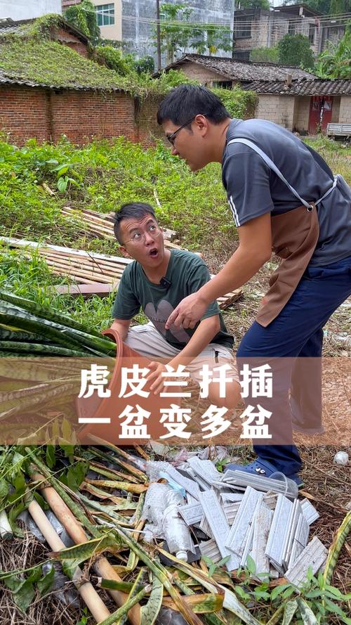 虎皮兰正确扦插方法？虎皮兰正确扦插方法图解？