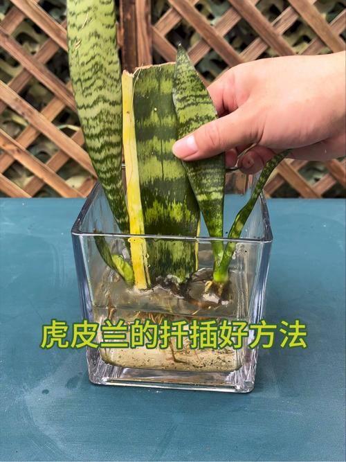虎皮兰正确扦插方法？虎皮兰正确扦插方法图解？-第3张图片-优品飞百科