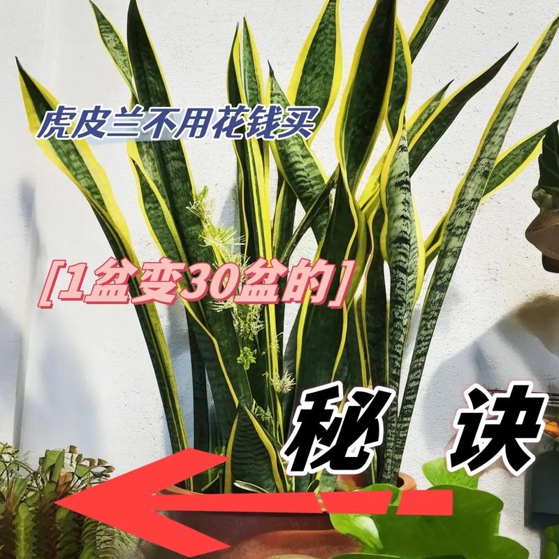 虎皮兰正确扦插方法？虎皮兰正确扦插方法图解？-第4张图片-优品飞百科