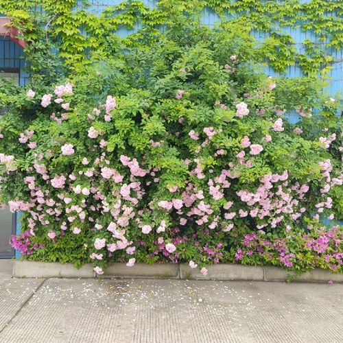 粉团蔷薇的繁殖方式,粉团蔷薇怎么养护-第5张图片-优品飞百科 粉团蔷薇的繁殖方式,粉团蔷薇怎么养护-第5张图片-优品飞百科