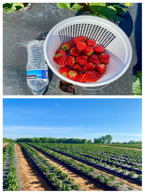 草莓什么时候种，草莓什么时候种植比较好