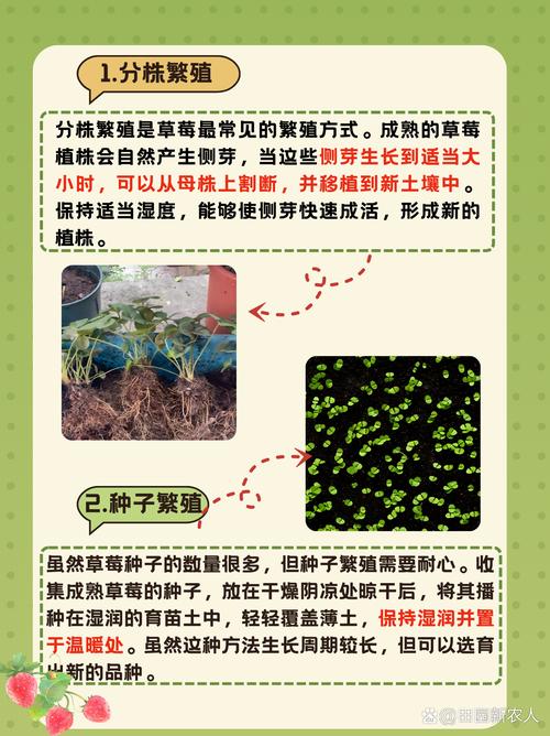草莓什么时候种，草莓什么时候种植比较好-第3张图片-优品飞百科