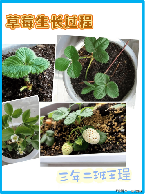 草莓什么时候种，草莓什么时候种植比较好-第4张图片-优品飞百科
