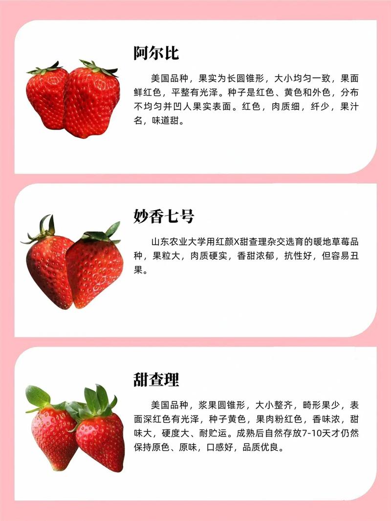 草莓什么时候种，草莓什么时候种植比较好-第6张图片-优品飞百科