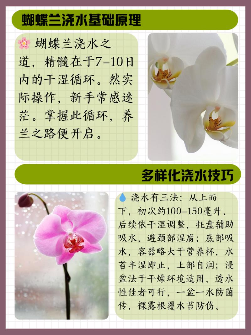 兰花多久浇一次水，兰花多久浇一次水,怎么浇水-第4张图片-优品飞百科