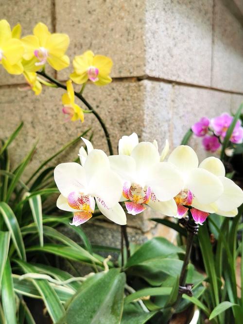 兰花多久浇一次水，兰花多久浇一次水,怎么浇水-第6张图片-优品飞百科