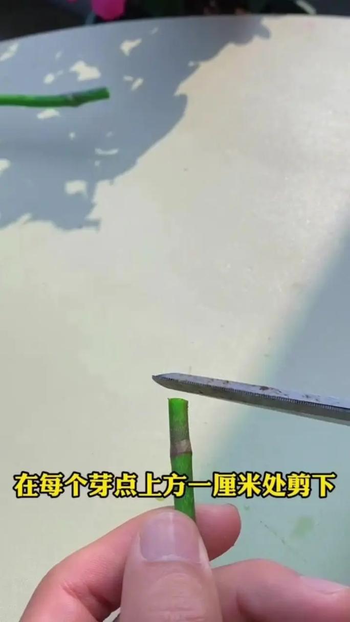 蛾蝶花的养殖方法，蛾蝶花什么时候播种,什么时候开花？