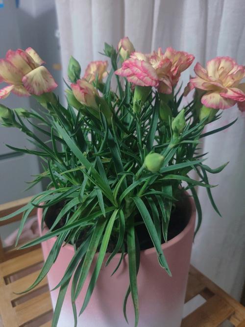 康乃馨叶子发黄怎么办？康乃馨叶子变黄？-第8张图片-优品飞百科