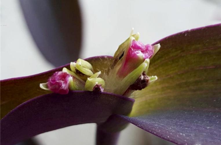 紫竹梅怎么摘心，紫竹梅怎么打理？