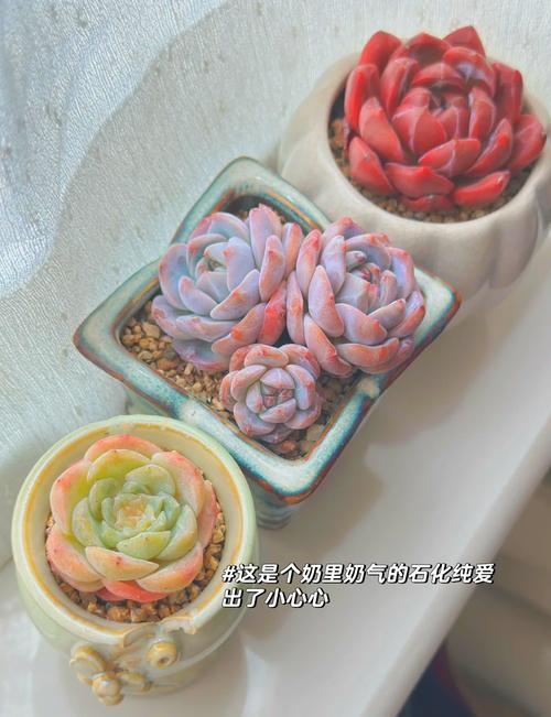 夏天多肉的9个雷区？夏天的多肉怎么样？-第2张图片-优品飞百科