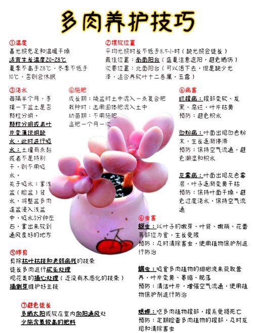 夏天多肉的9个雷区？夏天的多肉怎么样？-第3张图片-优品飞百科