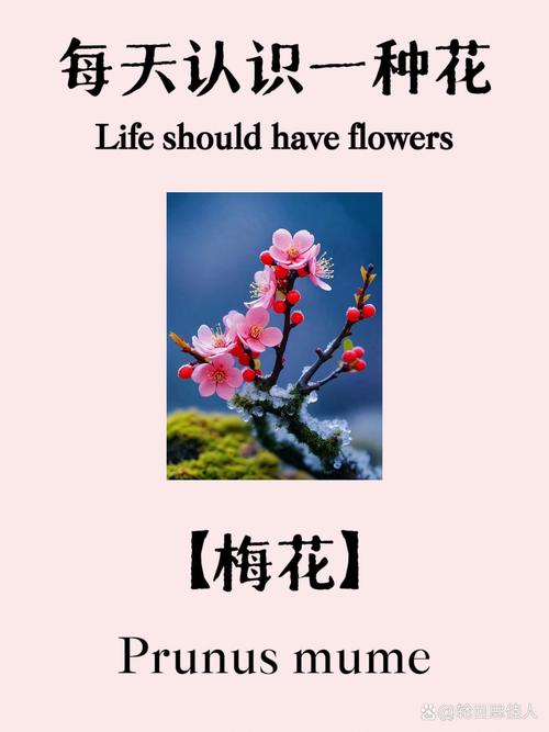 梅花的繁殖方法？梅花的繁殖方法和注意事项？