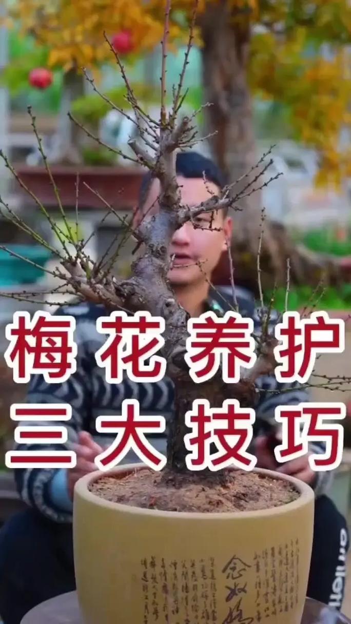 梅花的繁殖方法?梅花的繁殖方法和注意事项?-第4张图片-优品飞百科 梅花的繁殖方法?梅花的繁殖方法和注意事项?-第4张图片-优品飞百科