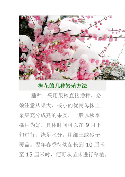 梅花的繁殖方法?梅花的繁殖方法和注意事项?-第3张图片-优品飞百科 梅花的繁殖方法?梅花的繁殖方法和注意事项?-第3张图片-优品飞百科
