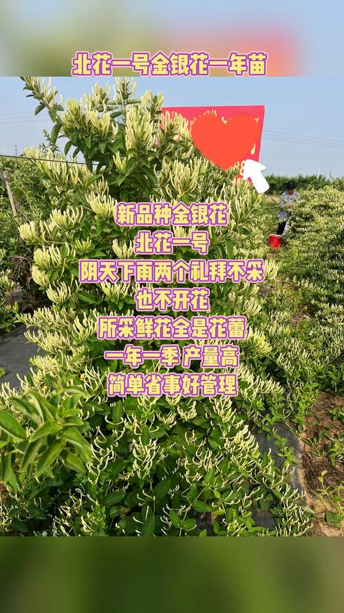 金银花的种植方法与管理方法，金银花种植技术和管理？