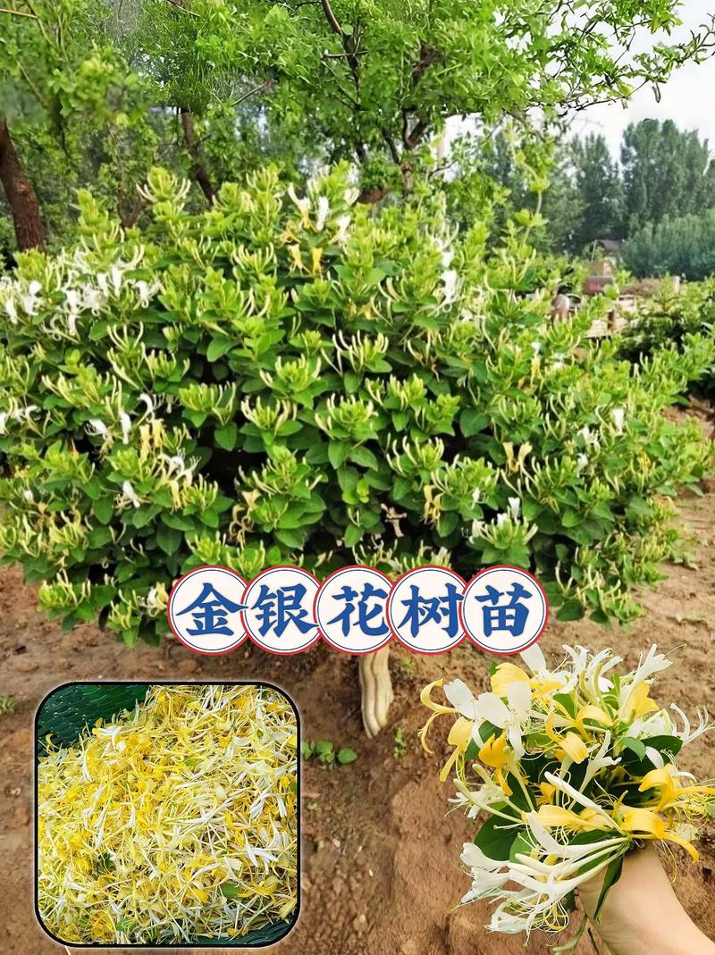 金银花的种植方法与管理方法，金银花种植技术和管理？-第2张图片-优品飞百科