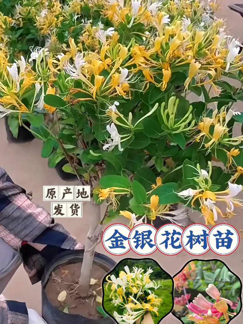 金银花的种植方法与管理方法，金银花种植技术和管理？-第3张图片-优品飞百科
