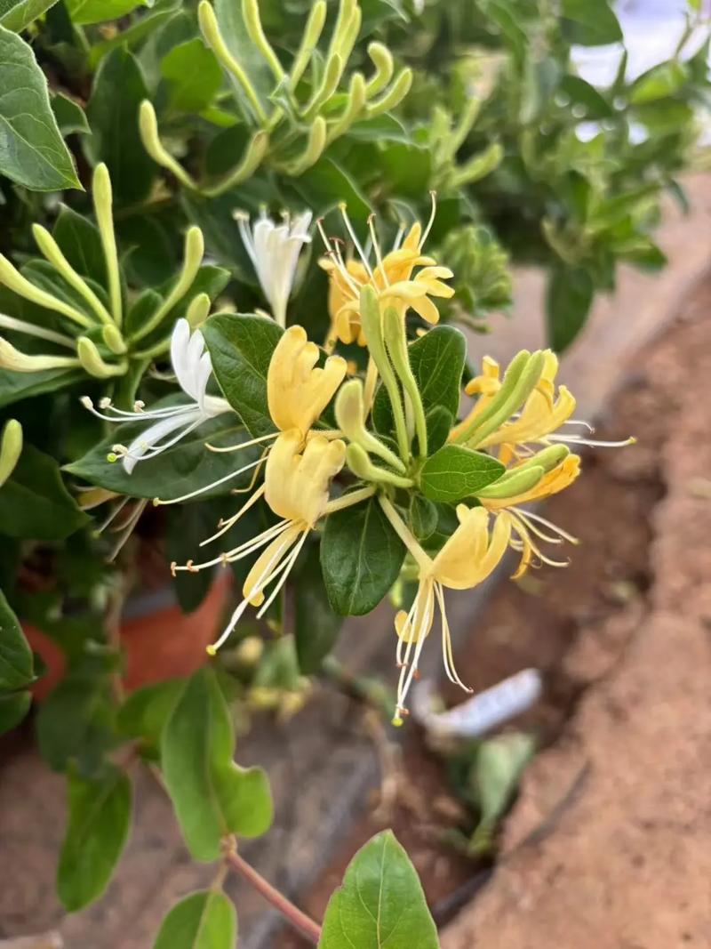 金银花的种植方法与管理方法，金银花种植技术和管理？-第4张图片-优品飞百科