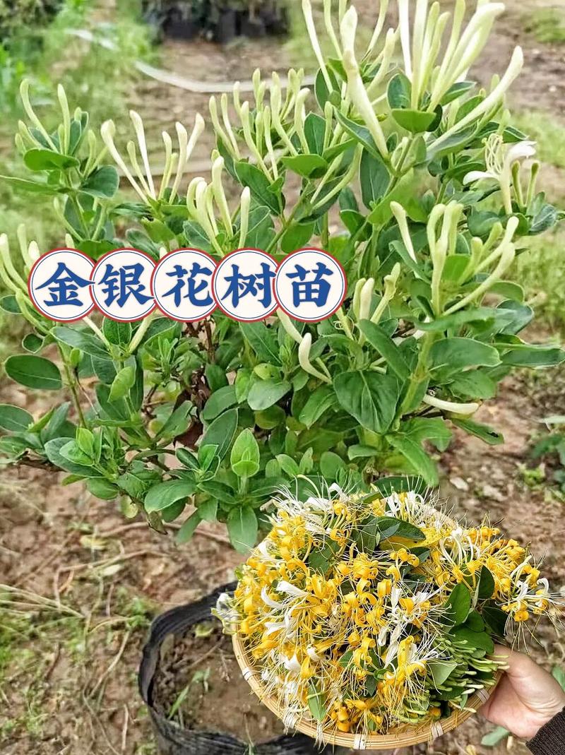 金银花的种植方法与管理方法，金银花种植技术和管理？-第6张图片-优品飞百科