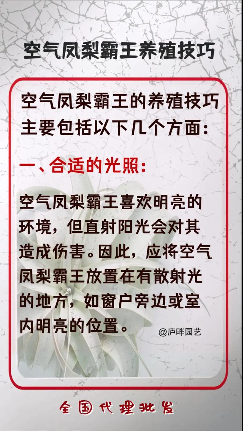 菠萝花的养殖方法和注意事项，菠萝花卉的养殖方法-第5张图片-优品飞百科