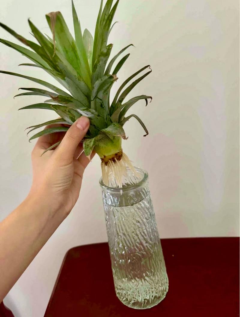 菠萝花的养殖方法和注意事项，菠萝花卉的养殖方法-第7张图片-优品飞百科