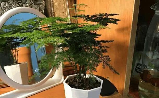 文竹一养就10年，文竹养几年才能开花？