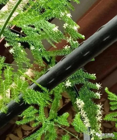 文竹一养就10年，文竹养几年才能开花？-第2张图片-优品飞百科