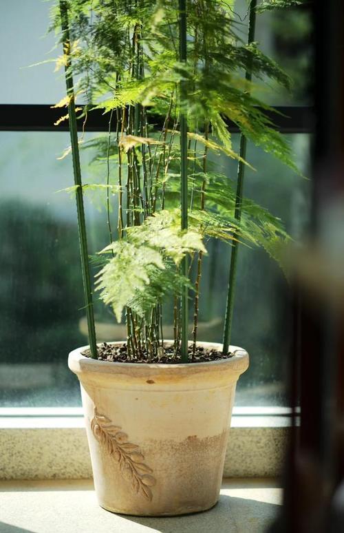 文竹一养就10年，文竹养几年才能开花？-第3张图片-优品飞百科