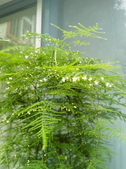 文竹一养就10年，文竹养几年才能开花？-第4张图片-优品飞百科