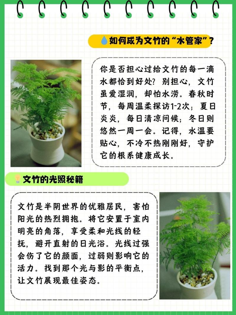 文竹一养就10年，文竹养几年才能开花？-第5张图片-优品飞百科
