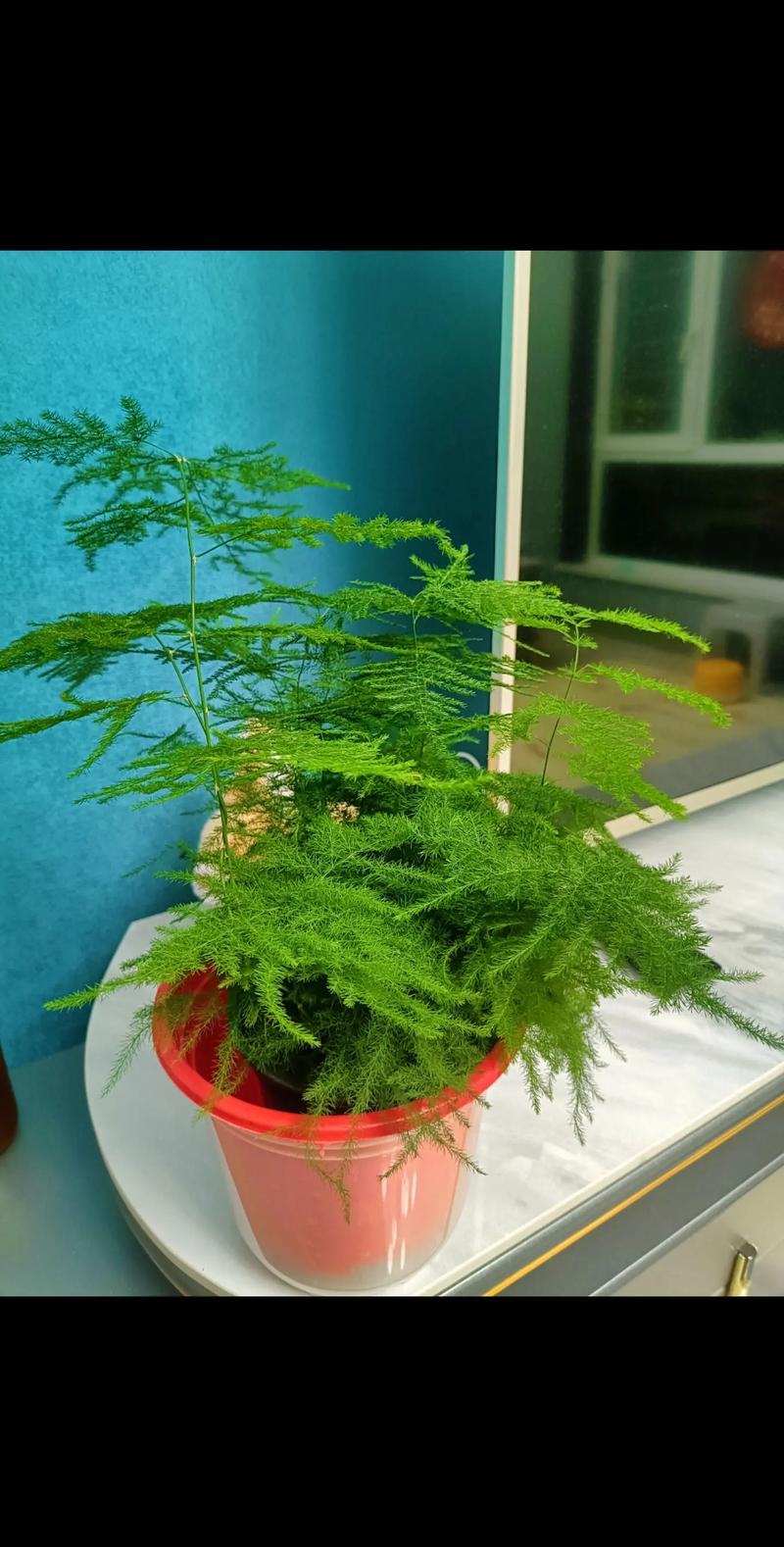 文竹一养就10年，文竹养几年才能开花？-第6张图片-优品飞百科