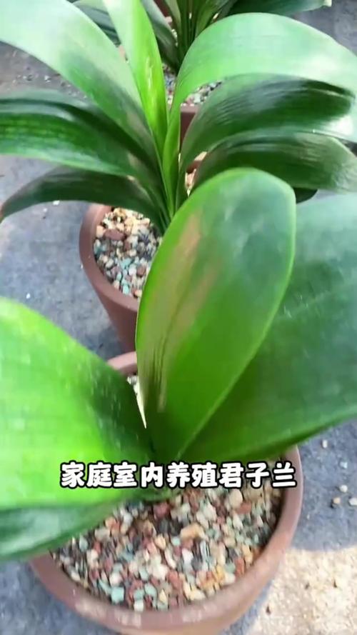 如何使君子兰叶子又绿又亮，怎样使君子兰的叶子长得整齐-第2张图片-优品飞百科