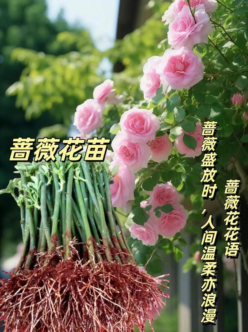 蔷薇怎么种植？四季蔷薇怎么种植？-第2张图片-优品飞百科