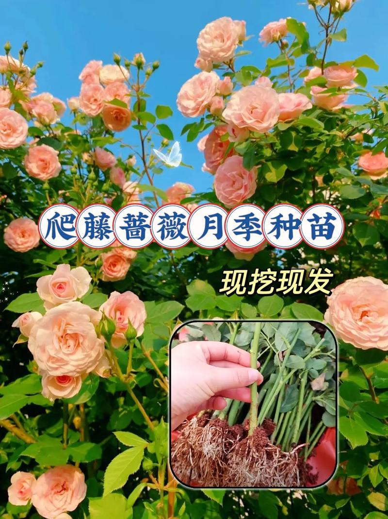 蔷薇怎么种植？四季蔷薇怎么种植？-第3张图片-优品飞百科