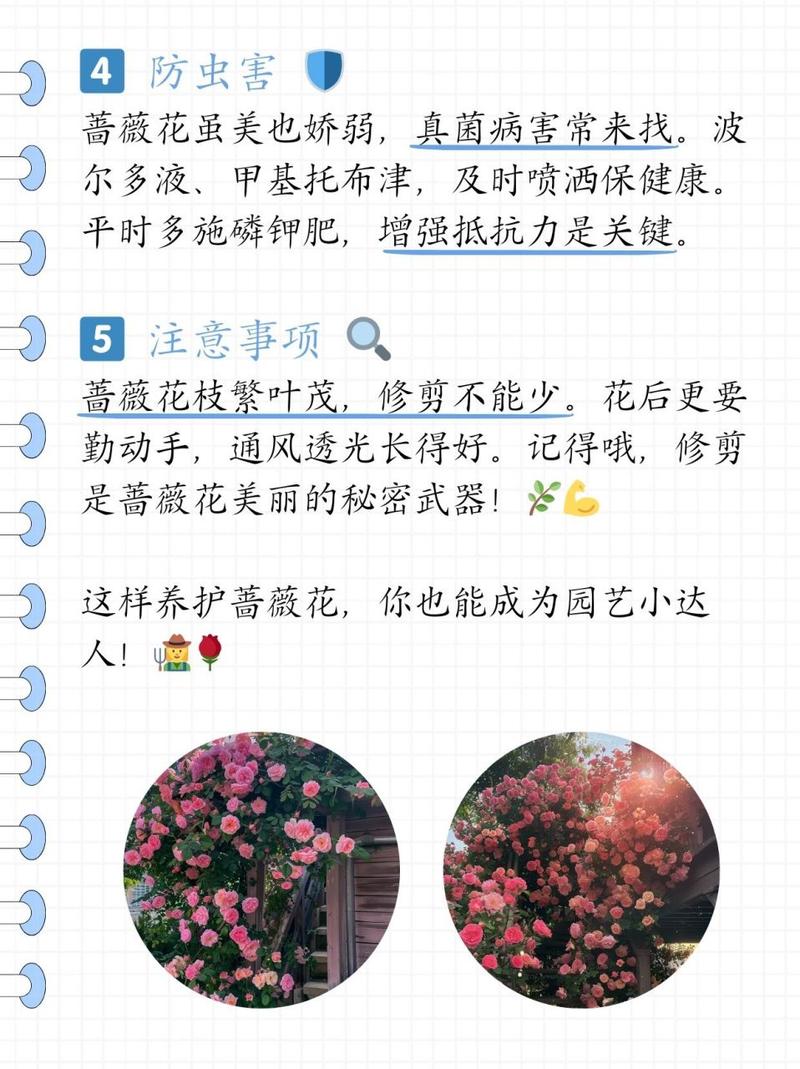 蔷薇怎么种植？四季蔷薇怎么种植？-第4张图片-优品飞百科