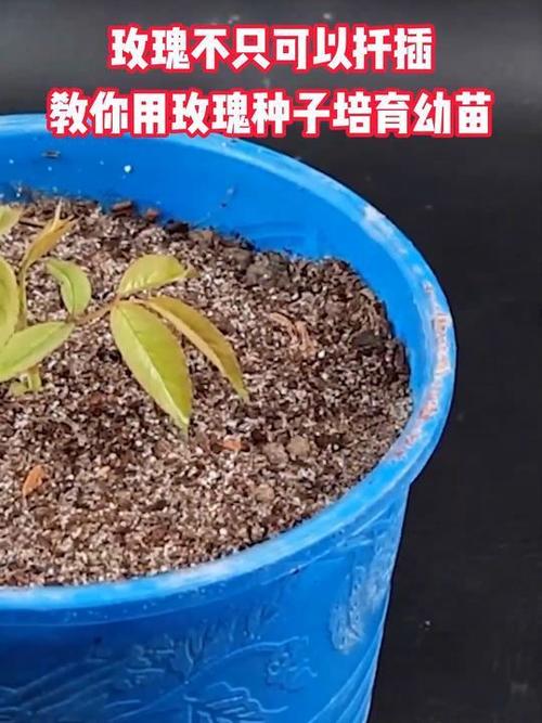 蔷薇怎么种植？四季蔷薇怎么种植？-第7张图片-优品飞百科